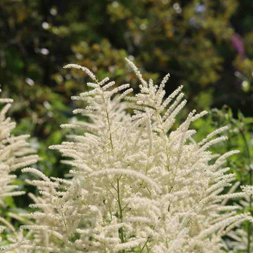 Astilbe 'Ellie' Perennial Bedding