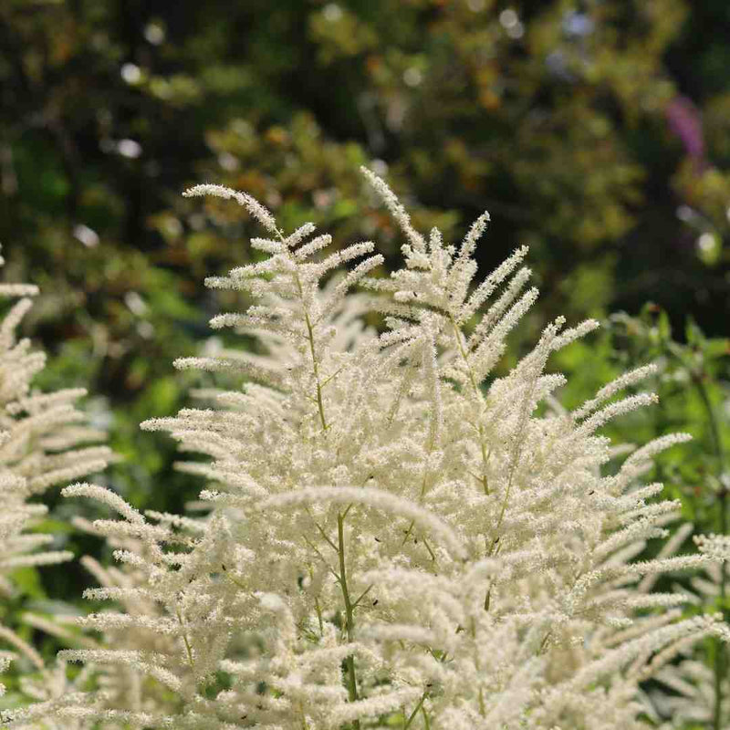 Astilbe 'Ellie' Perennial Bedding