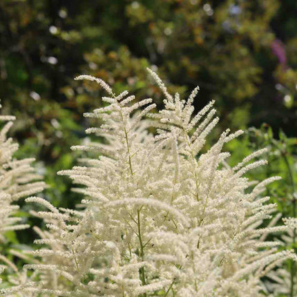 Astilbe 'Ellie' Perennial Bedding