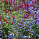 Penstemon 'Electric Blue' Perennial Bedding
