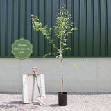 Single Stem Tibetan Cherry Tree | Prunus Serrula Ornamental Trees