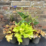 All Year Round Window Box Collection Perennial Bedding