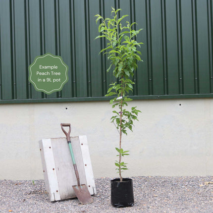 'Avalon Pride' Peach Tree Fruit Trees