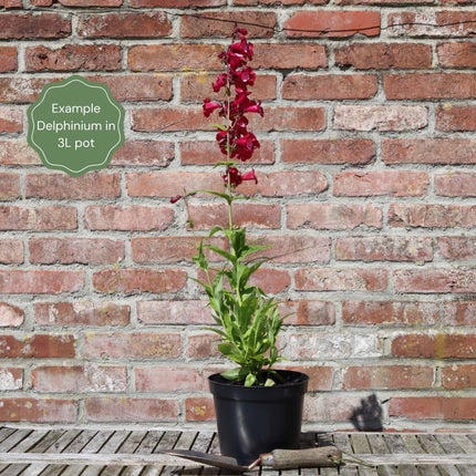 Delphinium 'Highlander Cha Cha' Perennial Bedding