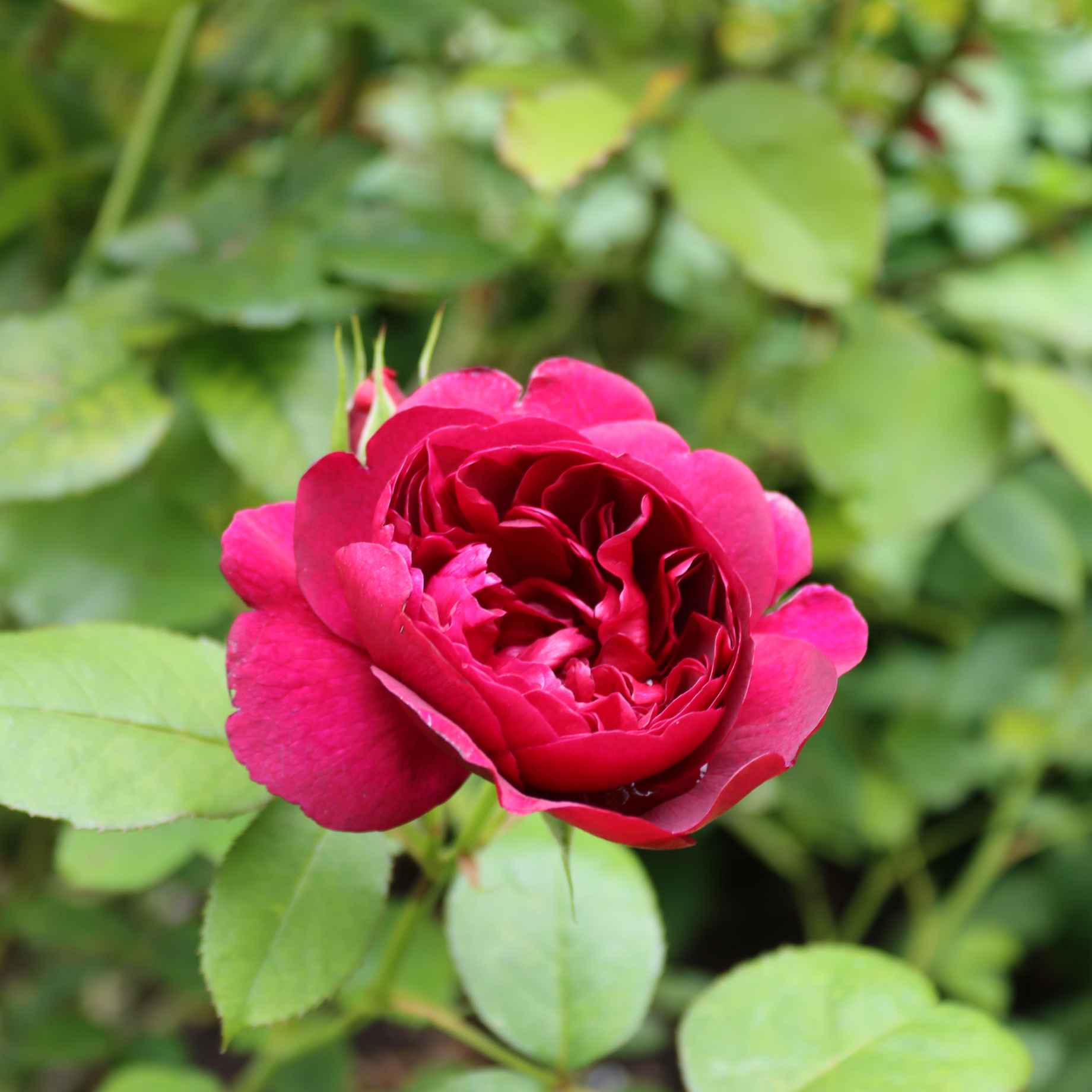 'Raspberry Ripple®' Shrub Rose – Roots Plants