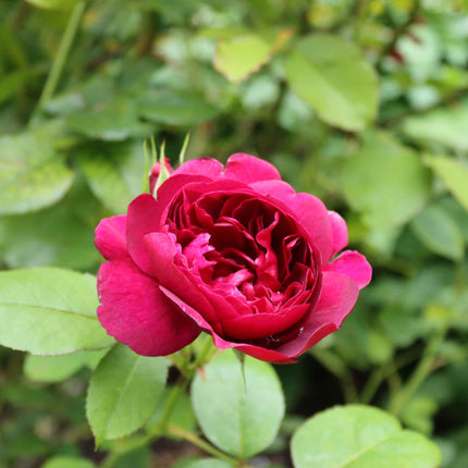 'Raspberry Ripple®' Shrub Rose Shrubs