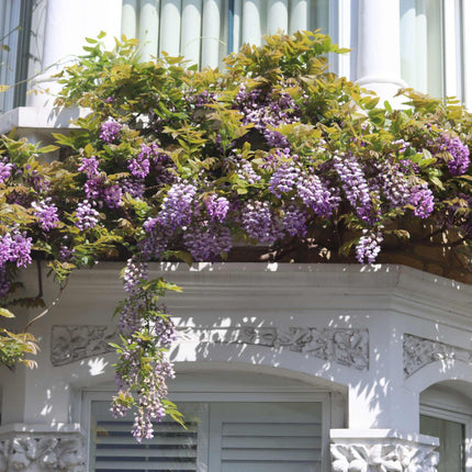 American Wisteria | Wisteria frutescens 'Amethyst Falls' Climbing Plants