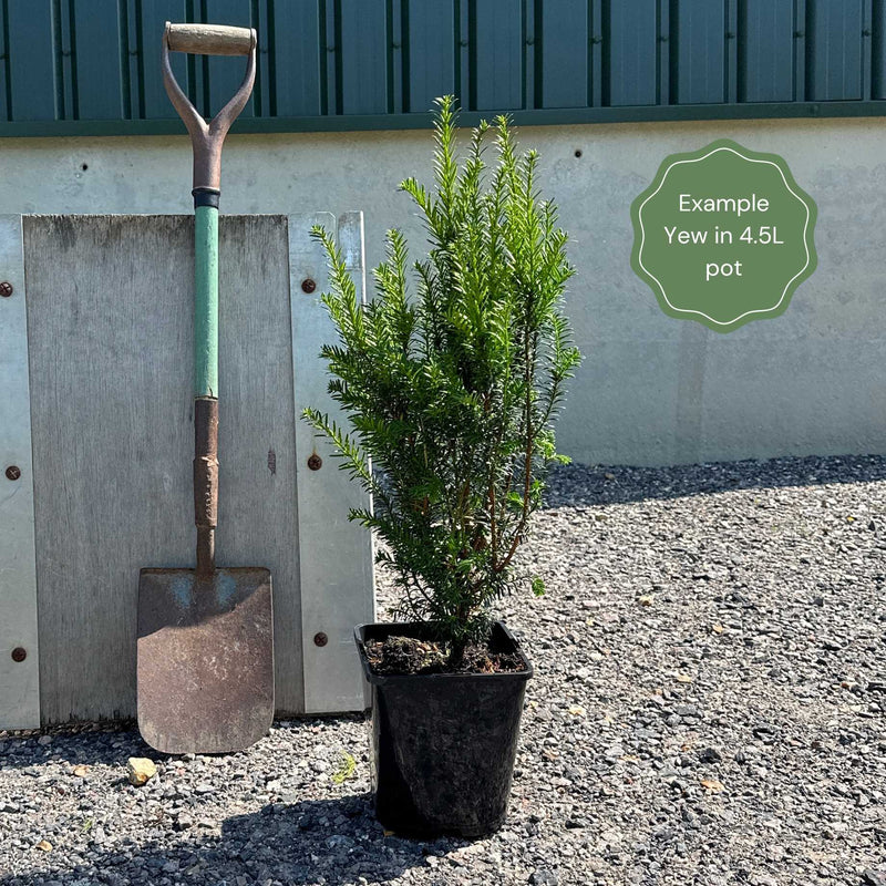 Common Yew | Taxus baccata Shrubs