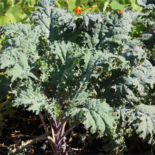 'Reflex F1' Curly Kale Plants Vegetables