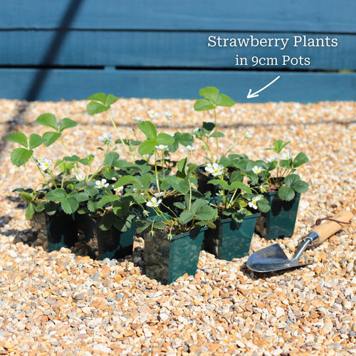 'Honeoye' Strawberry Plants Soft Fruit