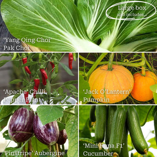 Adventurer's Allotment in a Box | Unusual Vegetables Collection Vegetables