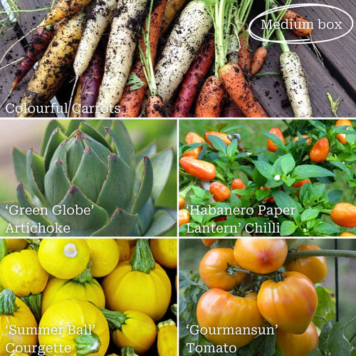 Adventurer's Allotment in a Box | Unusual Vegetables Collection Vegetables