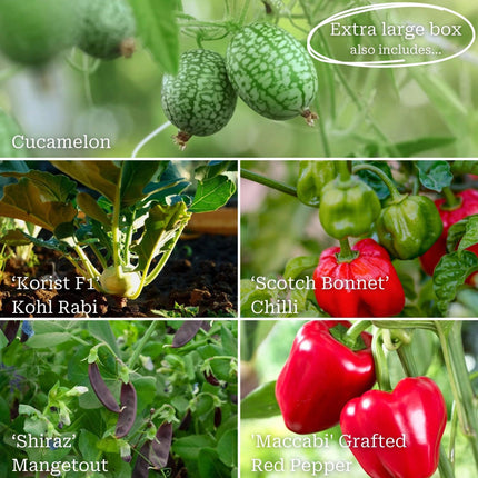 Adventurer's Allotment in a Box | Unusual Vegetables Collection Vegetables