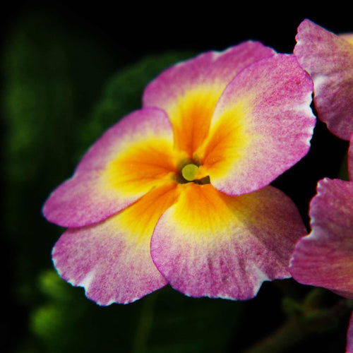 Primrose 'Alaska Tequila Sunrise' | Primula Acaulis Annual Bedding