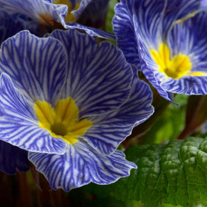 Blue & Purple Primrose Collection Annual bedding