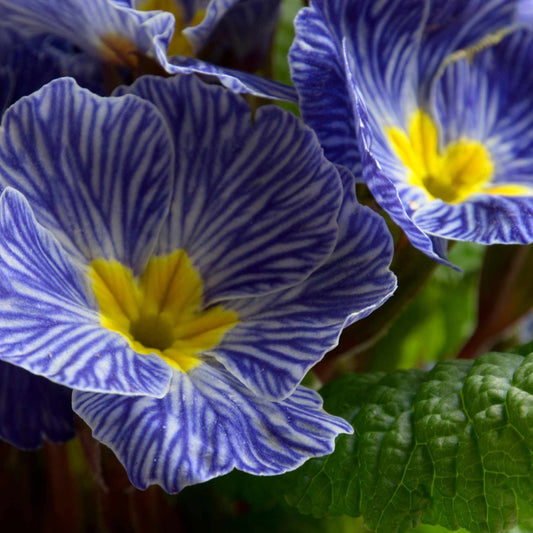 Primrose Zebra Blue | Primula Acaulis Annual Bedding