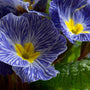 Primrose Zebra Blue | Primula Acaulis Annual Bedding
