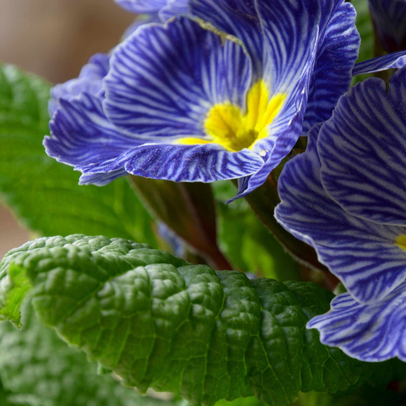 Primrose Zebra Blue | Primula Acaulis Annual Bedding