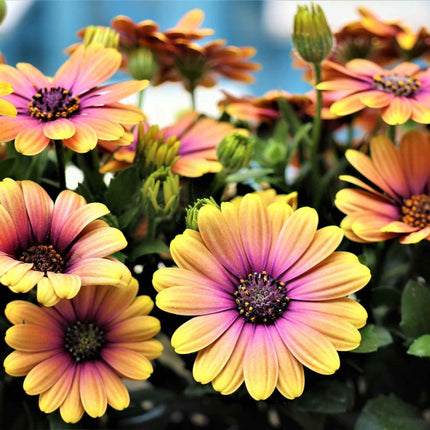 Osteospermum 'Serenity Blushing Beauty'