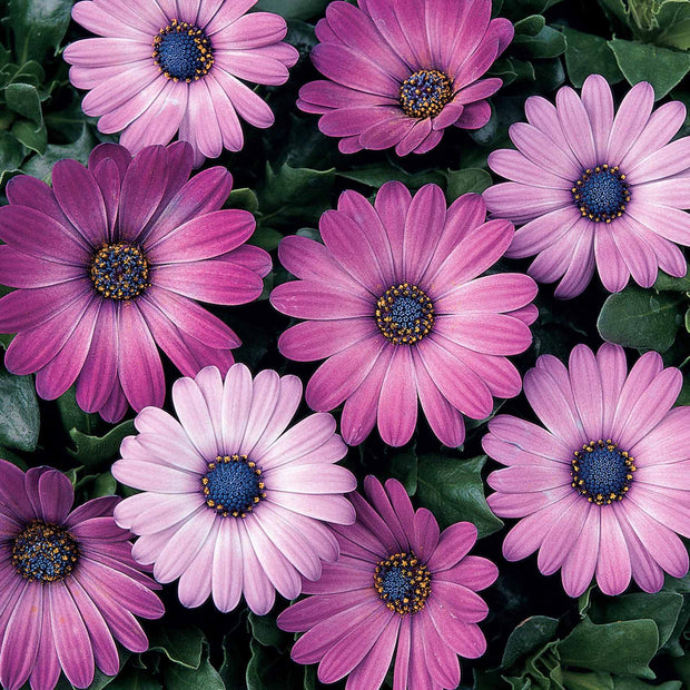 Osteospermum 'Serenity Pink' Perennial Bedding