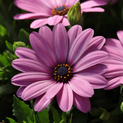 Osteospermum 'Serenity Pink' Perennial Bedding