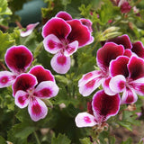 Pelargonium 'Florella Bicolor'