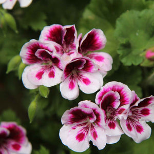 Pelargonium 'Florella Bicolor'
