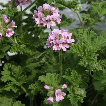 Pelargonium 'Scented Odorata Orange'