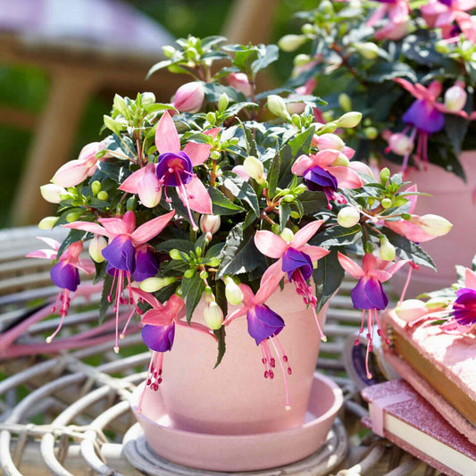 Fuchsia 'Bella Mariska' Perennial Bedding