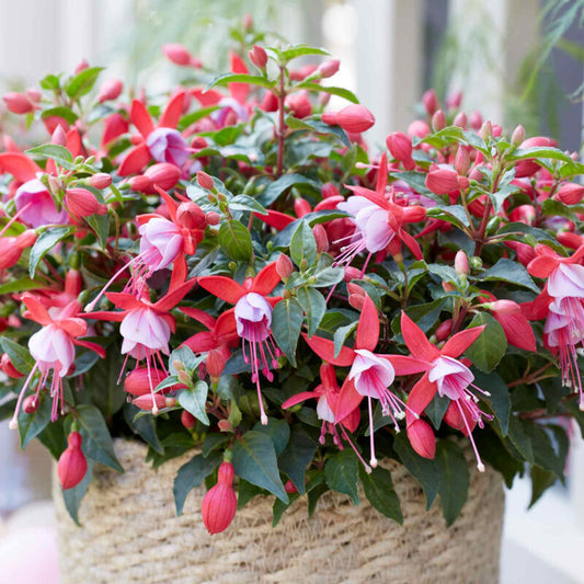 Fuchsia 'Bella Nikita' Perennial Bedding