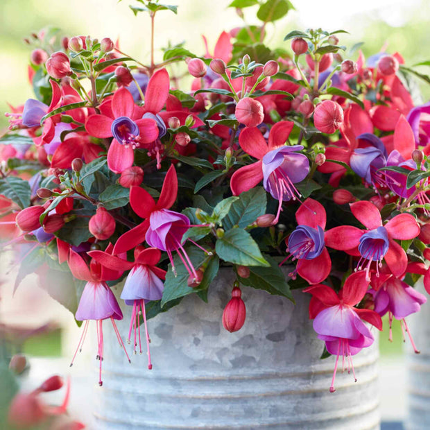 Fuchsia 'Bella Sarah' Perennial Bedding