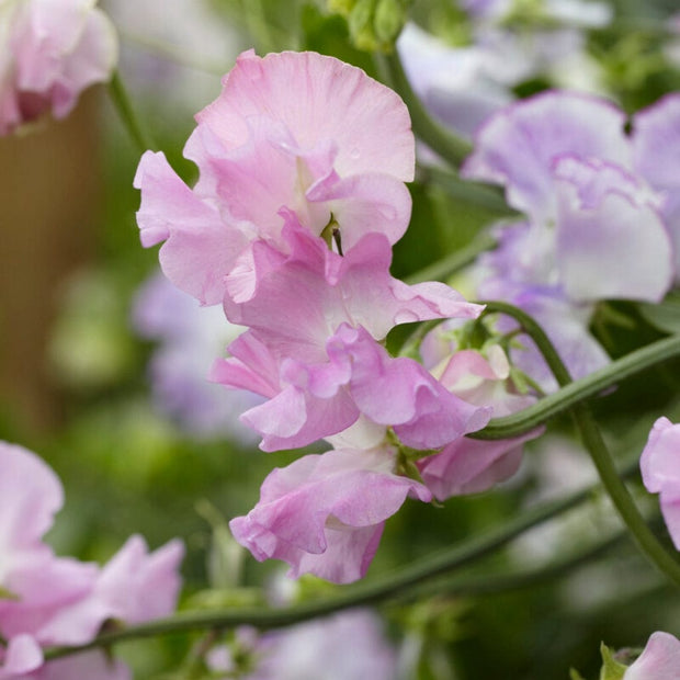 Sweet Pea 'Angela Ann' Plant Annual Bedding