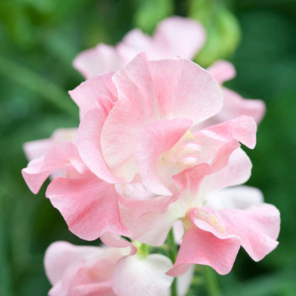 Sweet Pea 'Angela Ann' Plant Annual Bedding