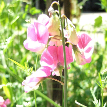 Sweet Pea 'Angela Ann' Plant Annual Bedding