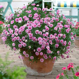 Argyranthemum 'Madeira Crested Hot Pink' Perennial Bedding