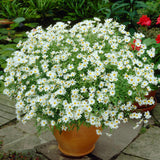 Argyranthemum 'Madeira Crested White' Perennial Bedding