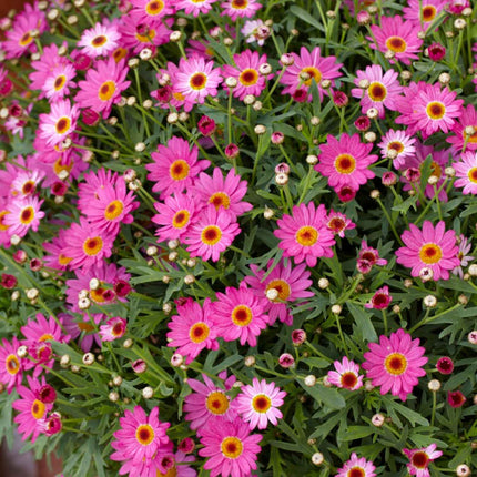 Argyranthemum 'Madeira Deep Pink' Perennial Bedding