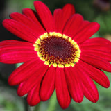 Argyranthemum 'Madeira Red' Perennial Bedding