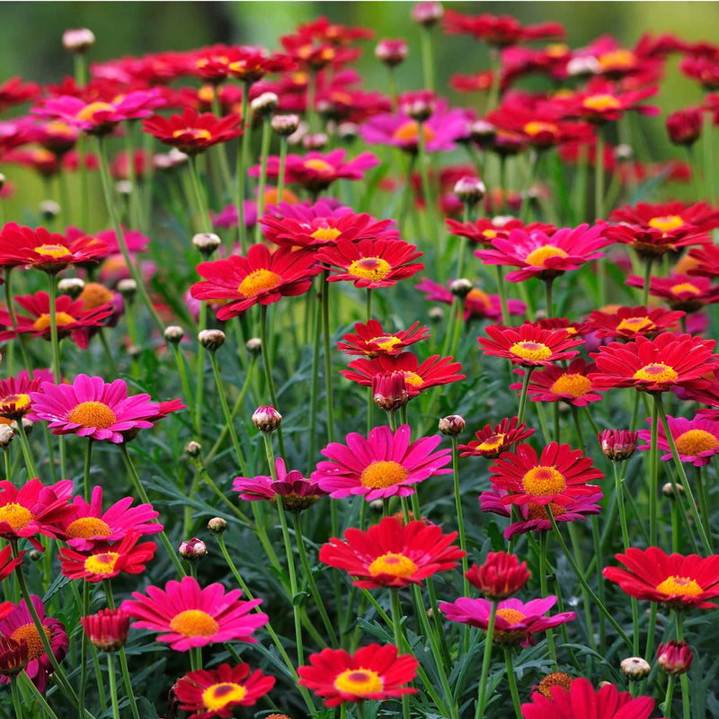 Argyranthemum 'Madeira Red' Perennial Bedding
