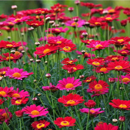 Argyranthemum 'Madeira Red' Perennial Bedding