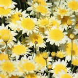 Argyranthemum 'Madeira Yellow' Perennial Bedding