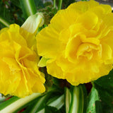 Begonia 'Sunpleasure Yellow' Perennial Bedding