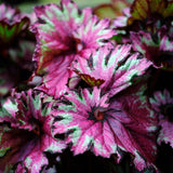 Begonia 'Bewitched Night Owl' Perennial Bedding