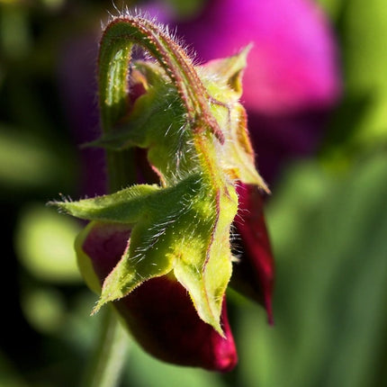 Sweet Pea 'Midnight' Plant Annual Bedding