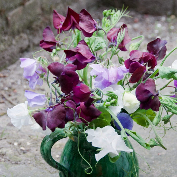 Sweet Pea 'Midnight' Plant Annual Bedding