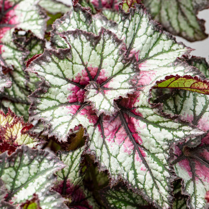 Begonia 'Bewitched Curly Cherry Mint' Perennial Bedding