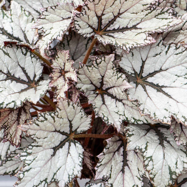 Begonia 'Bewitched White' Perennial Bedding