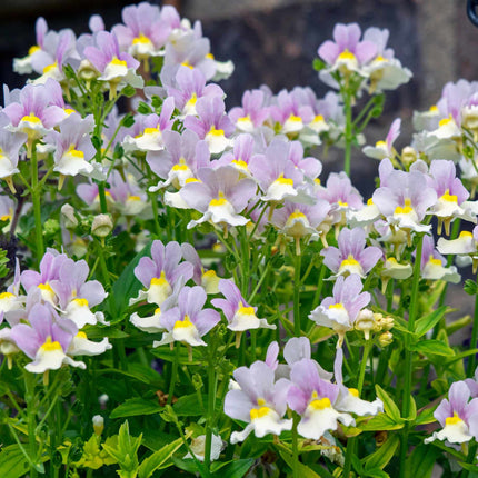 Nemesia 'Easter Bonnet' Perennial Bedding