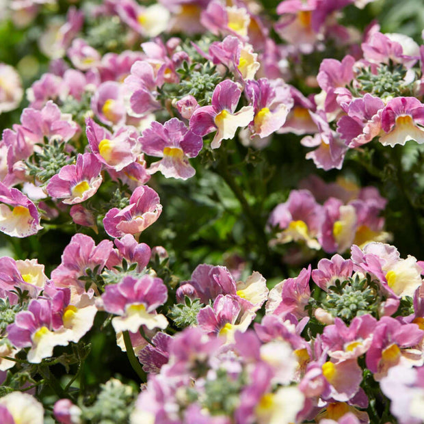 Nemesia 'Nesia Banana Swirl' Perennial Bedding