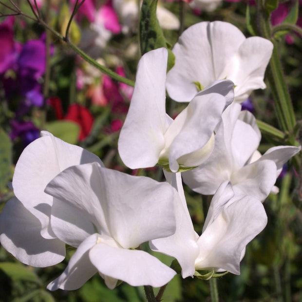 Sweet Pea 'White Frills' Plant Annual Bedding
